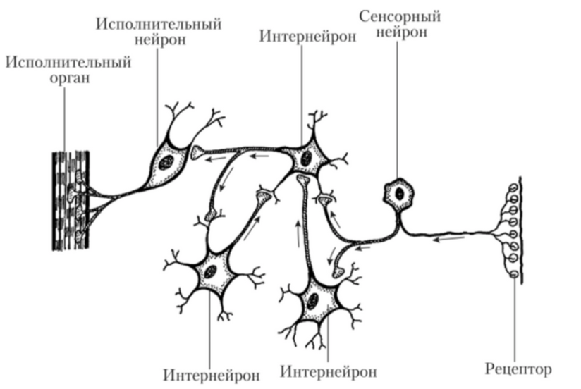 Нейронные связи в головном мозге.png